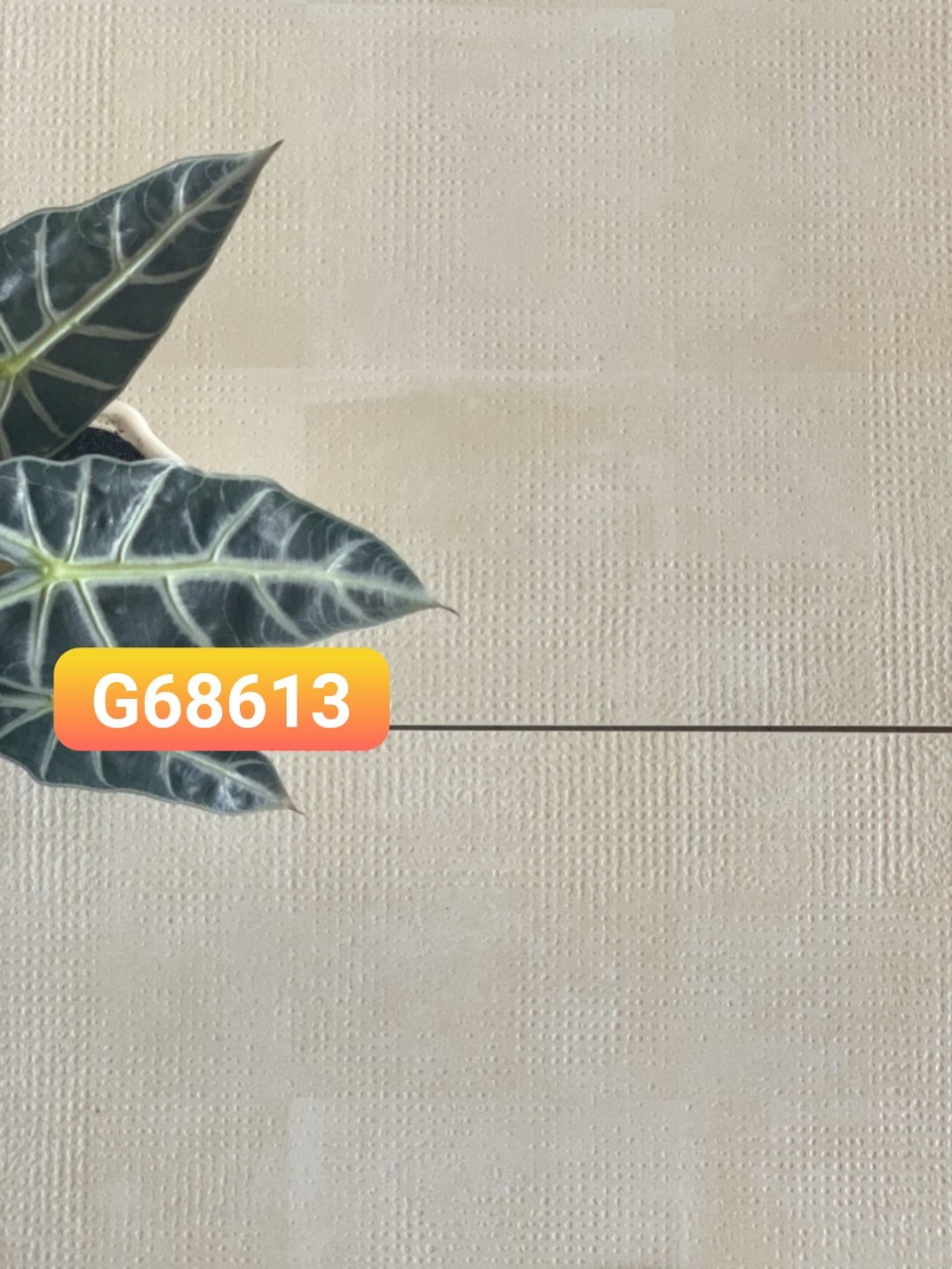 GẠCH TAICERA 60X60 G68613